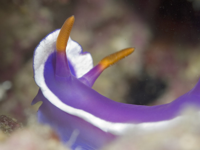 Nudibranch, Sibuan